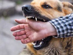 Angka Rabies di Manggarai Capai Ribuan Kasus, Enam Orang Meninggal Dunia