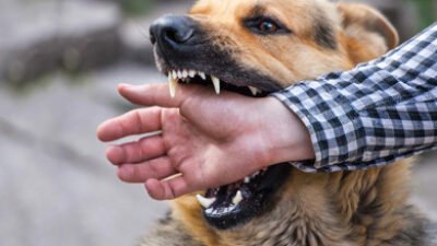 Angka Rabies di Manggarai Capai Ribuan Kasus, Enam Orang Meninggal Dunia