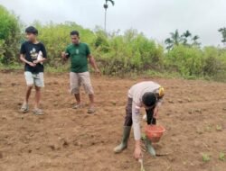 Sinergi Polri dan Petani di Lahan Jagung: Kelompok Tani Lowonggo Sukses Lakukan Pemupukan Perdana di Lahan Baru 2,5 Ha