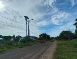 Fenomena Ternak Tak Terurus di Labuan Bajo, Warga: Potret Buram di Tengah Aktivitas Pariwisata Super Premium