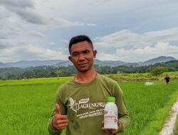 Maksimalkan Pengendalian Hama, Maxi Agri Intensif Dampingi Petani Nanga Labang, Manggarai Timur