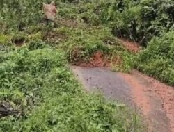 Akibat Longsor, Jalur Werang–Bambor Lumpuh Total