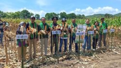 Panen Raya Jagung di Nanga Baras, PT Maxxi Agri Perkuat Ketahanan Pangan Nasional