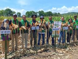 Panen Raya Jagung di Nanga Baras, PT Maxxi Agri Perkuat Ketahanan Pangan Nasional