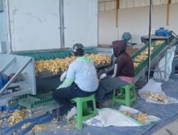 Klaim Penolakan Pabrik Porang Terbantahkan, Data Lapangan Tunjukkan Dukungan Masif