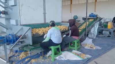 Klaim Penolakan Pabrik Porang Terbantahkan, Data Lapangan Tunjukkan Dukungan Masif