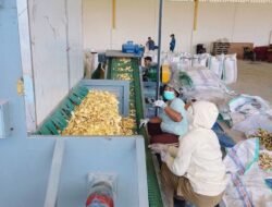 Lebih Dekat dengan Masa Depan Petani: PT Agro Porang Nusantara Undang Masyarakat Lihat Langsung Inovasi Industri Hijau di Reok
