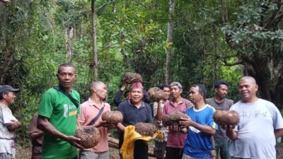 Masa Depan Emas Pertanian Indonesia: Ardianus Harum Dorong Transformasi Porang Menjadi Komoditas Strategis Berkelanjutan