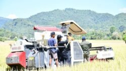 Transformasi Agraria: Pemkab Manggarai Inisiasi Mekanisasi Panen Modern di Reok