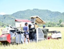 Transformasi Agraria: Pemkab Manggarai Inisiasi Mekanisasi Panen Modern di Reok