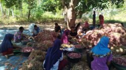 Stok Bawang Merah Labuan Bajo Aman Tiga Bulan, Inisiatif Pengusaha Lokal Tekan Harga dan Buka Lapangan Kerja
