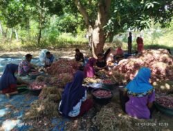 Stok Bawang Merah Labuan Bajo Aman Tiga Bulan, Inisiatif Pengusaha Lokal Tekan Harga dan Buka Lapangan Kerja