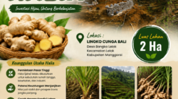HUT RI Ke-80, Ferdi Seluru dari Lingko Cunga Bali Bangka Lelak Buktikan Usaha Halia Berdayakan Warga