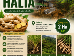 HUT RI Ke-80, Ferdi Seluru dari Lingko Cunga Bali Bangka Lelak Buktikan Usaha Halia Berdayakan Warga