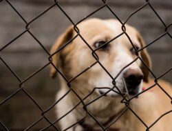Dua Hewan Penular Rabies Positif di Karot, Kelurahan Intensifkan Eliminasi Anjing Liar